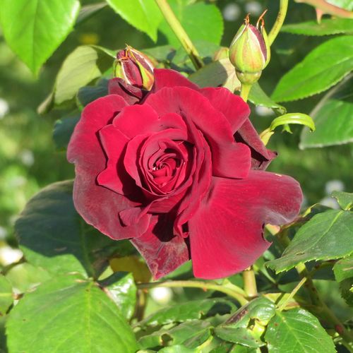 Teahibrid rózsa - Rózsa - Le Rouge et le Noir® - Online rózsa vásárlás